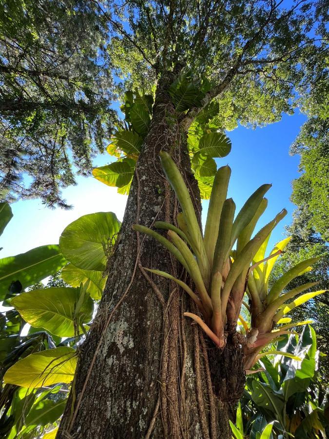 Casa Jaguar Villa Puerto Iguazú Dış mekan fotoğraf